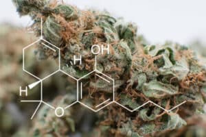 Cannabis SEO
