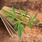 Cannabis Commission