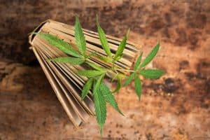 Cannabis Commission