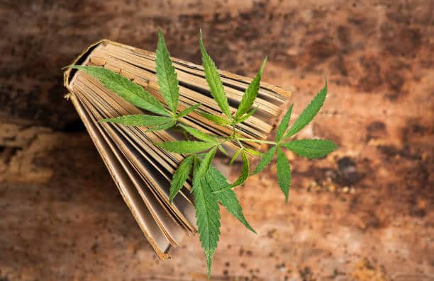 Cannabis Commission
